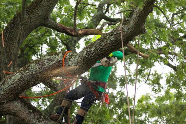 Trusted Garwood, NJ Tree Care Experts